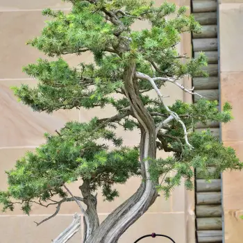 Juniperus rigida (1 de 2)
