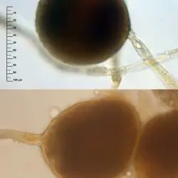Glomus macrocarpum Tul. & C. Tul. (1 de 3)