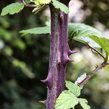 Rubus ulmifolius (4 de 4)