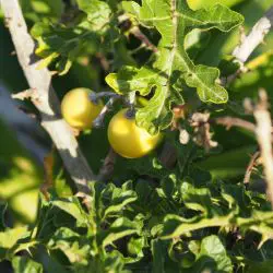 Fotografía Solanum linnaeanum (2 de 3)