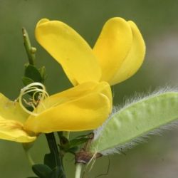 Fotografía Cytisus scoparius subsp. scoparius