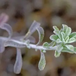 Alyssum serpyllifolium  (3 de 3)