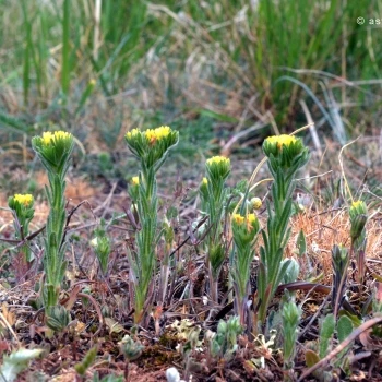 Neatostema apulum