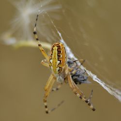 Araña familia araneidae