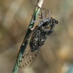 Cicada barbara
