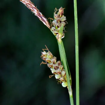 Carex tomentosa (2 de 6)
