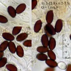 Psathyrella barlae (Bres.) A.H. Sm. (2 de 3) 