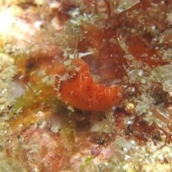 Rostanga rubra