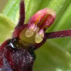 Ophrys insectifera subsp. insectifera (2 de 3)