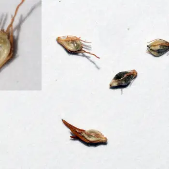 Fuirena pubescens (3 de 5)