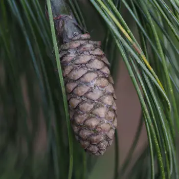 Pinus wallichiana (2 de 5)