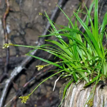 Carex ornithopoda (1 de 3)