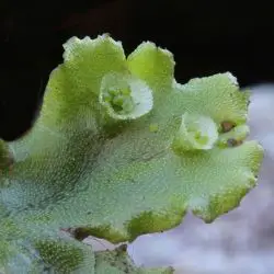 Marchantia polymorpha (1 de 3)