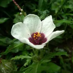 Hibiscus trionum (1 de 3)