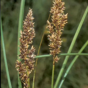 Carex paniculata subsp. paniculata