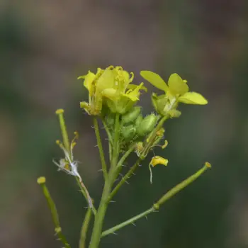 Diplotaxis virgata subsp. virgata (4 de 5)