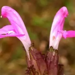 Fotografía Pedicularis sylvatica  (1 de 3)