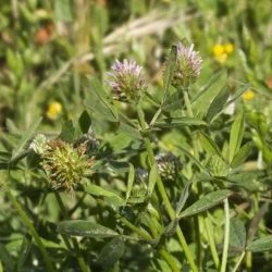 Trifolium squamosum