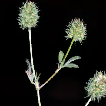 Trifolium phleoides