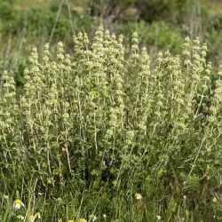 Marrubium vulgare