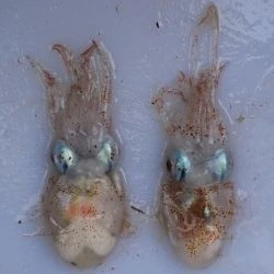 Sepietta oweniana