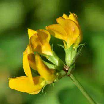 Lotus pedunculatus (3 de 4)