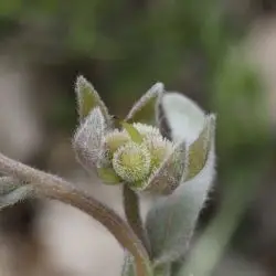 Fotografía Cynoglossum cheirifolium (2 de 3)