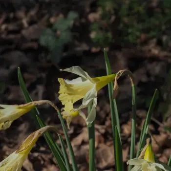Narcissus pallidiflorus (2 de 3)