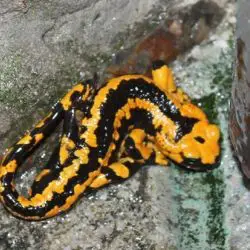 Fotografía Salamandra salamandra