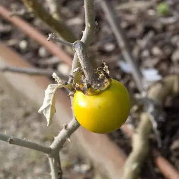 Solanum aculeastrum
