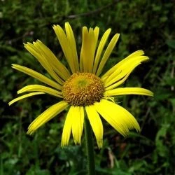 Doronicum plantagineum