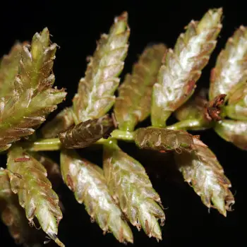 Cyperus serotinus (2 de 6)