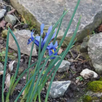 Iris reticulata 'Harmony' (1 de 2)