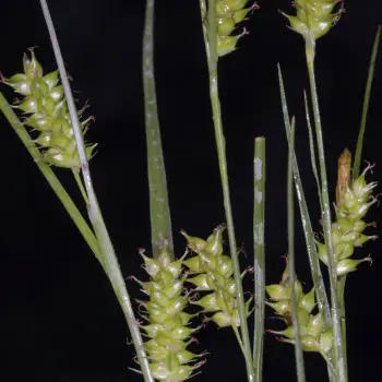Carex punctata (5 de 5)