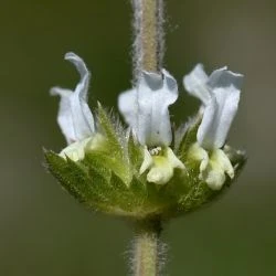 Sideritis hirsuta