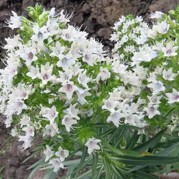 Echium decaisnei subsp. decaisnei