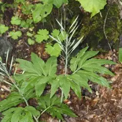 Cardamine heptaphylla (1 de 2)