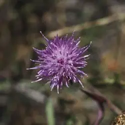 Centaurea debeauxii (2 de 3)