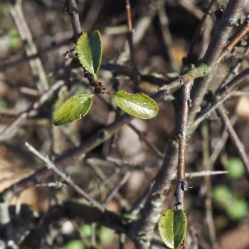 Rhamnus saxatilis subsp. saxatilis
