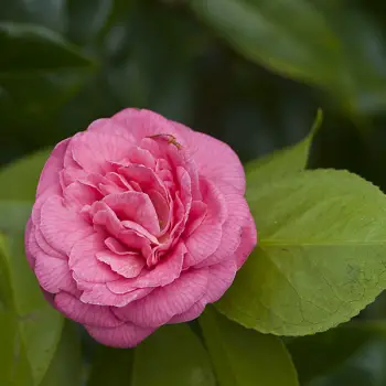 Camellia japonica 'Giulio Nuccio' (2 de 2)