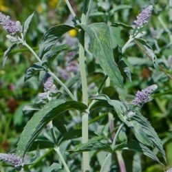 Mentha longifolia