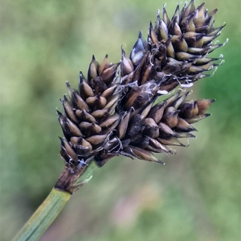 Carex lachenalii (4 de 4)