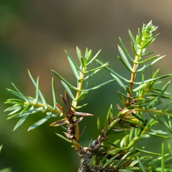 Juniperus communis (2 de 2)