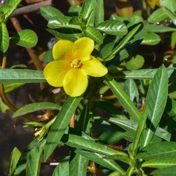 Ludwigia grandiflora (2 de 3)