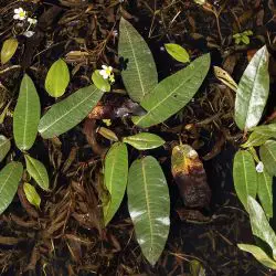 Potamogeton gramineus (3 de 3)