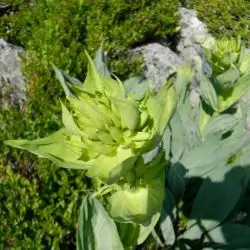 Fotografía Gentiana lutea subsp. lutea