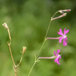 Fotografía Silene scabriflora subsp. megacalycina (3 de 3)