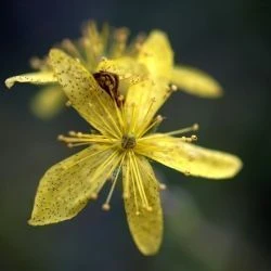 Hypericum richeri subsp. burseri