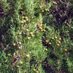 Juniperus turbinata subsp. canariensis (2 de 3)