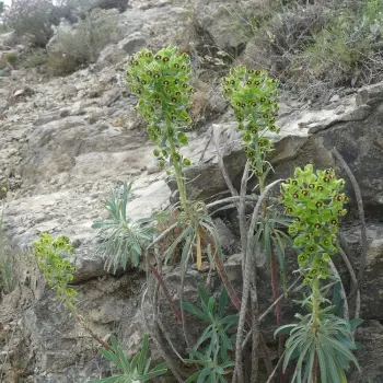 Euphorbia characias (2 de 2)
